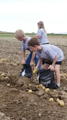 Three kids bending down to grab potatoes from furrowed dirt. They are harvesting the potatoes into black bags that say "University of Wyoming SAREC".