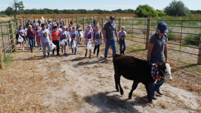 Many students, most of whom are smiling or wearing "Ag Expo" shirts, follow a woman leading a calf with a colorful Halloween scarf through a fenced area. 