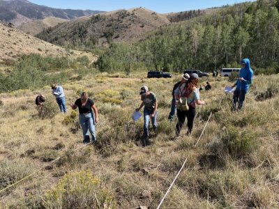 college students, some carrying pieces of paper, in a grassy meadow bounded by aspens in the mountains. Two lengths of rope are laid out in parallel lines and students are studying the ground between the two ropes and outside them. Three cars are parked in the background.