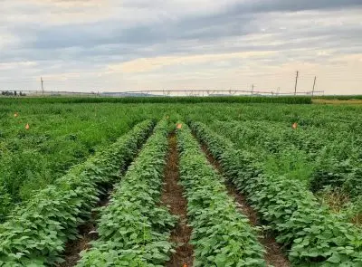 A field with several rows of beans with several orange flags spread through it periodically.