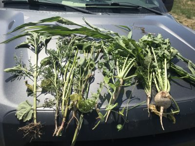 Several plant species laid out on the hood of a car. 