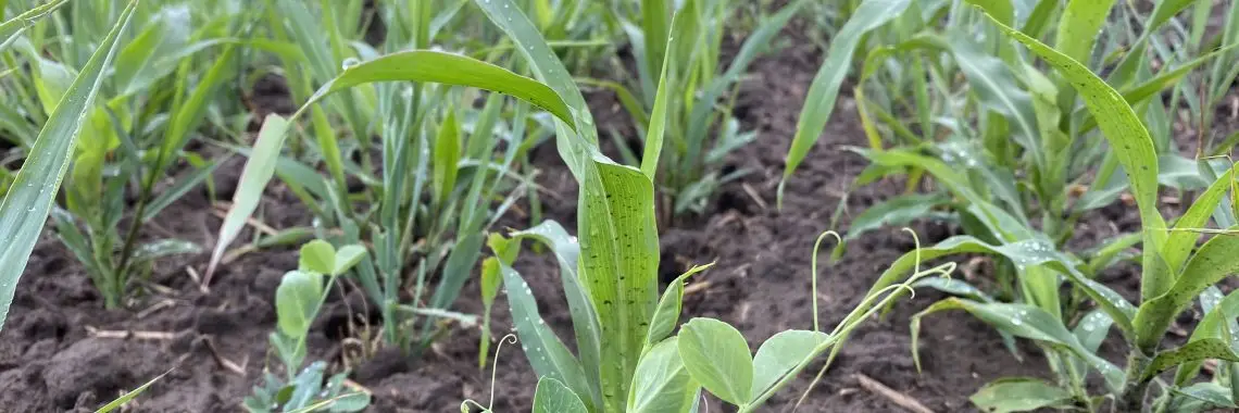 Several different young plants with different shaped leaves growing in a field.