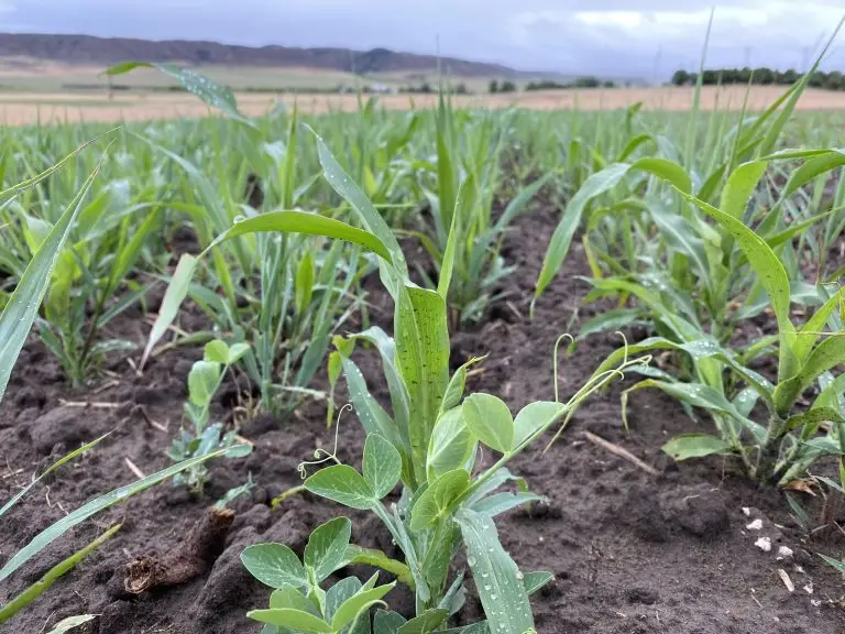 Several different young plants with different shaped leaves growing in a field.