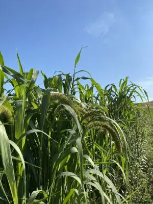 A stand of tall plants with grasslike leaves and wheatlike seedheads that droop down. 