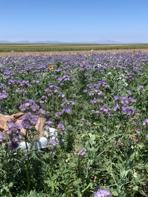 A field dominated by purple flowers with striated leaves. There are a few sunflowers and tall four petaled white flowers as well. 