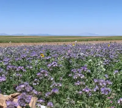 A field dominated by purple flowers with striated leaves. There are a few sunflowers and tall four petaled white flowers as well.