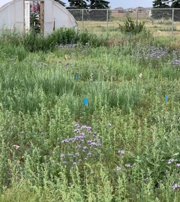 A field with several textures of plants, including some purple flowers. In the background, there's a small greenhouse and a fence. 