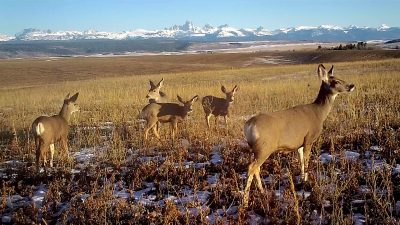 Five deer with tan bodies and white butts in a snowy field in front of snowy, jagged mountains. 