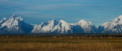 About twenty pronghorn with orangeish tan backs and white stomachs are grazing in a field in front of snowy, jagged mountains.