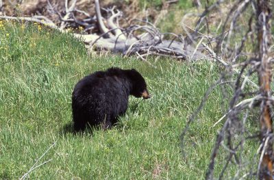 A black bear in a grassy meadow with some deadfall. The bear appears to have grass in its mouth. 