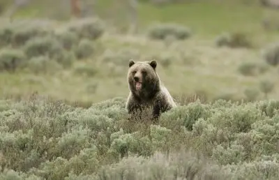 A picture of a bear in some shrubbery. Its mouth is open with its bottom teeth visible. Only its head and neck is visible over the surrounding shrubberies.