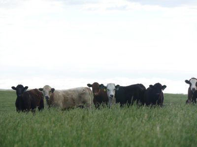 black, tan, and white cows with ear tags stand in a field of tall green grass facing the camera.