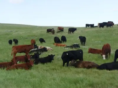 black and reddish brown cows graze in a green field in Wyoming