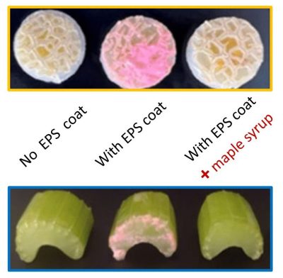 Three circular sections of cantaloupe rind lined up with three cross sections of celery. To the left, the two types of produce are labeled "No EPS coat". In the middle, both sections are very pink, and are labeled "With EPS coat". Then, on the right, the sections are not noticeably pink and are labeled "With EPS coat + maple syrup".