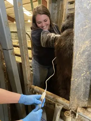 In the foreground, a person is wearing blue gloves and holding a vial that is connected to a cow’s backside via a pipe. The cow is being held in place by another person wearing very long plastic gloves, who is smiling down at the first person. The cow and the second person are behind a rusty stall partition.