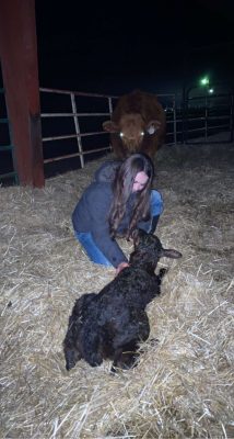 A person with long brown hair and pale skin kneels down in front of a black calf. There is hay on the ground and a fence in the background. A black cow is directly behind the woman.