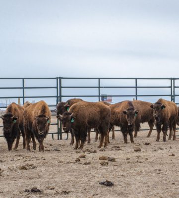 A small herd of bison in a large pen. Each has a green tag in its ear. They look about five feet tall each and all of their horns are quite short.