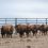 New bison facility enables researchers to test vaccines for malignant catarrhal fever 