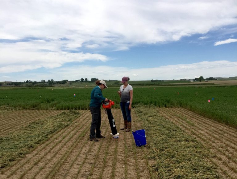 two women wearing baseball caps stand in a research plot in a field of alfalfa, one looking at a stopwatch around her neck and the other using a leaf blower to collect weevil samples.