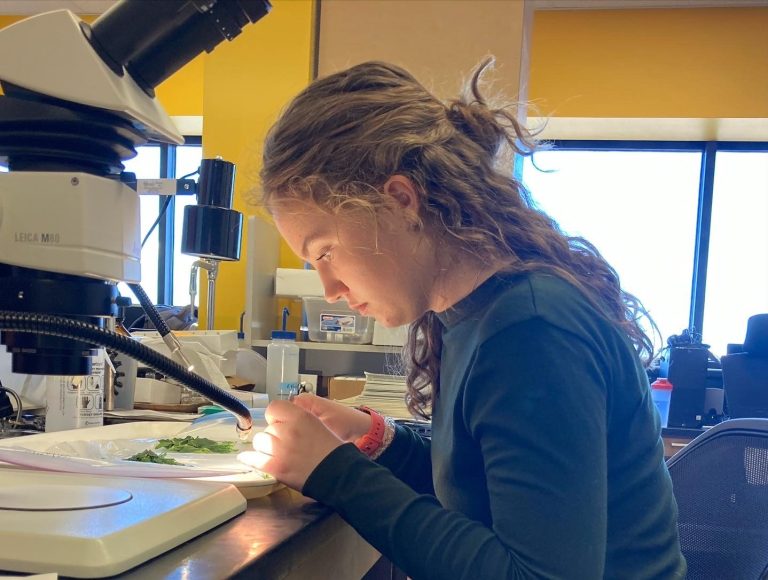woman wearing long-sleeved green shirt and jeans examines an alfalfa weevil sample in front of a microscope in a laboratory
