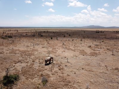 A brown landscape filled with dead trees and dry grass. Several elephants are visible in the foreground and herds of other creatures are visible in the background. 