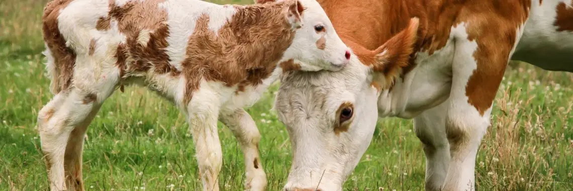 A cow and calf standing up in a field. The calf is nuzzling the cow's head as the cow grazes. Both are brown with white spots.