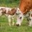 Preventing Calving Difficulty in the Beef Herd