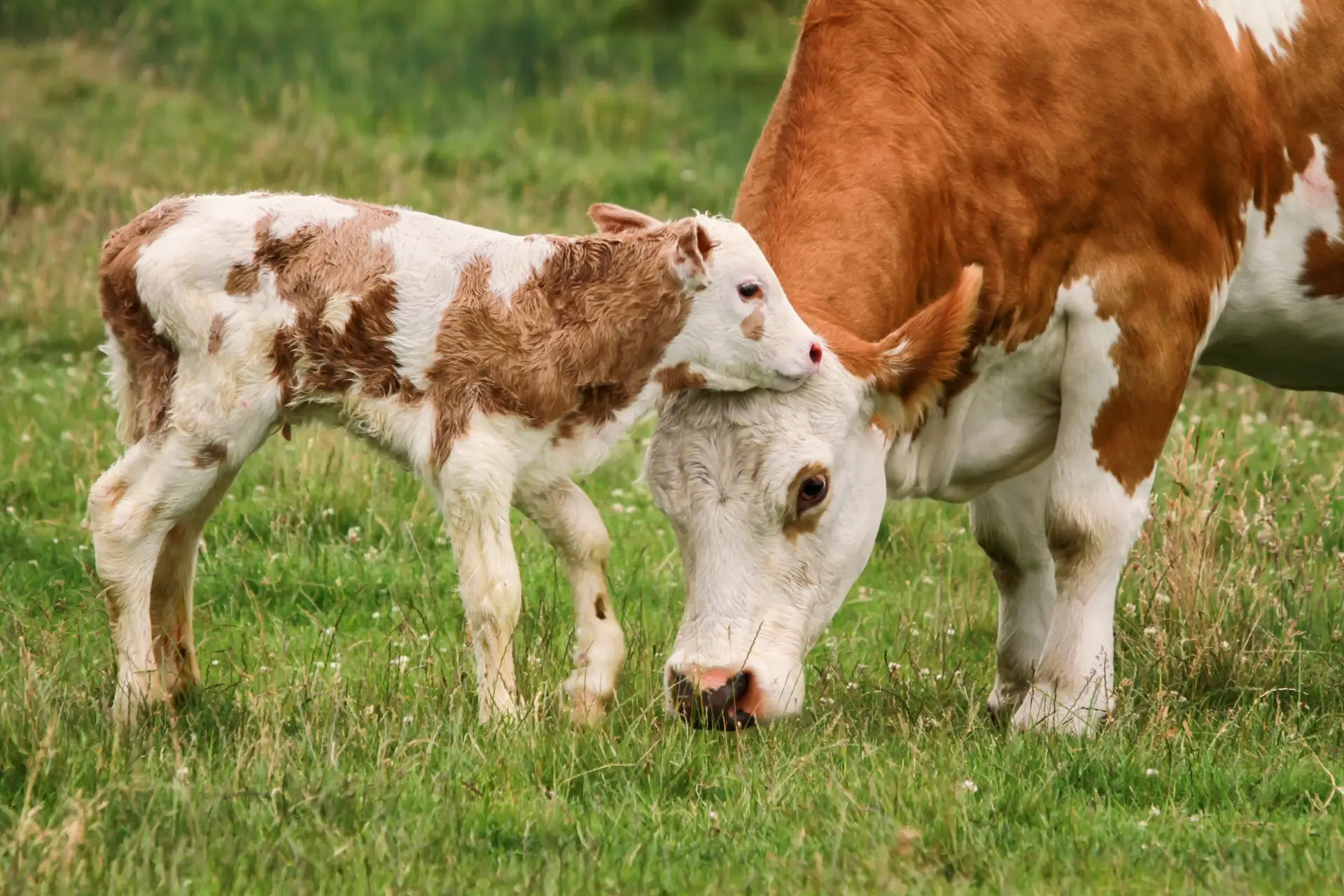 A cow and calf standing up in a field. The calf is nuzzling the cow's head as the cow grazes. Both are brown with white spots.