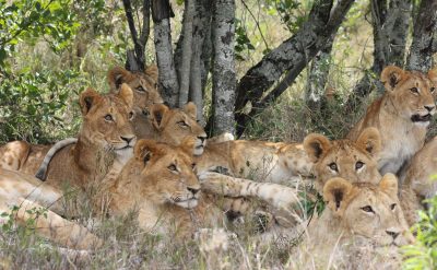 A group of female lions lounging around in a spot filled with vegetation underneath some trees. The trees have light gray, flaky bark and multiple trunks.