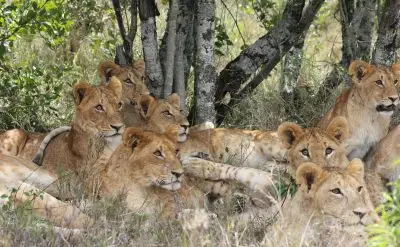 A group of female lions lounging around in a spot filled with vegetation underneath some trees. The trees have light gray, flaky bark and multiple trunks.