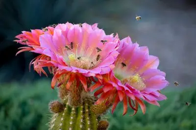 A close up on several cactus flowers which are being visited by about ten honey bees. There are several open, large, bright pink flowers with many narrow petals. Bees are flying down to the light yellow pollen-bearing centers of the flowers.