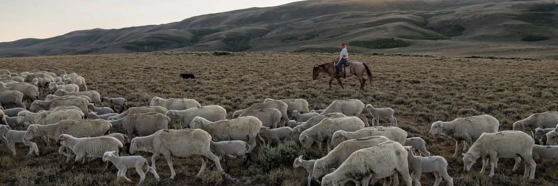 A woman on horseback behind a herd of sheep in a hilly area.