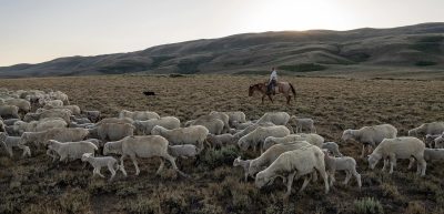A woman on horseback behind a herd of sheep in a hilly area.