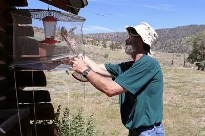 A white man in a bucket hat and shirt reaching into a fairly large netted area to grab a hummingbird. The net is a rectangular container hanging from a log cabin in a rural setting and there is a hummingbird feeder hanging inside the net.