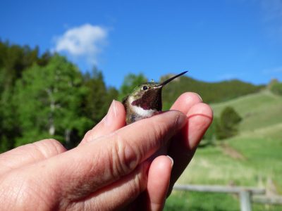 A hummingbird being held in two hands. The hummingbird has a dark red neck, underneath which is a strip of white. Its head and body are green.