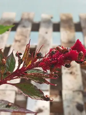 A red plume flower covered in small white dots and ladybugs.