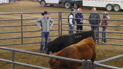 A young man in a cowboy hat and jeans stands within a pen with two bulls, one of which is brown and the other of which is black. Outside of the pen, two older men, a younger man, and a young woman are talking. One of the older men holds a stack of papers. They are outside, the ground is dirt, and there's a truck in the background.