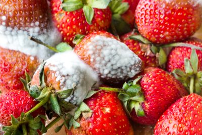 Several strawberries which are covered with a gray mold.