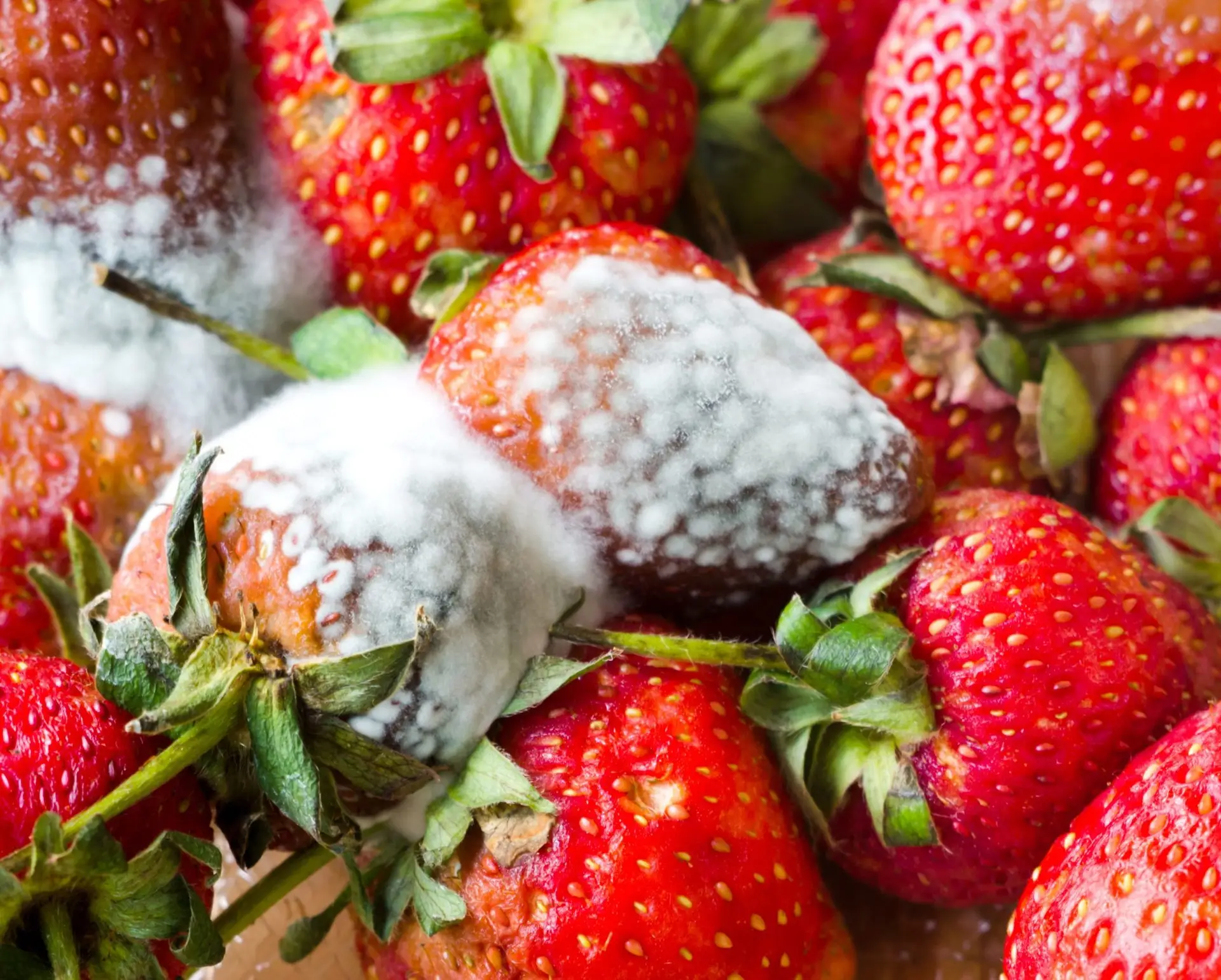 Several strawberries which are covered with a gray mold.