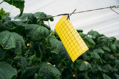 A shiny yellow card hanging on a line in a greenhouse. In the background, there are dense cucumber leaves. 