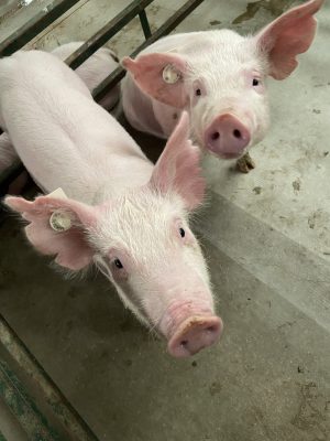 Two pigs looking up at the camera. One is sitting down. Both have round tags in their ears. 