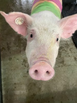 A closeup on a pig's face looking up at the camera. The pig has a round tag in its ear and a colorful fabric is wrapped around its back. 