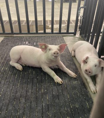 Two pigs laying down on a black mat. Both have round tags in their ears
