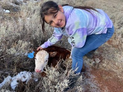 smiling girl with long dark hair wearing tie-dyed sweatshirt and jeans bends down to pet a brown and white calf with blue ear tag nestled in the sagebrush