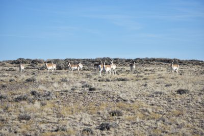 A sagebrush-covered slope with about ten pronghorns, most of which are facing the camera.