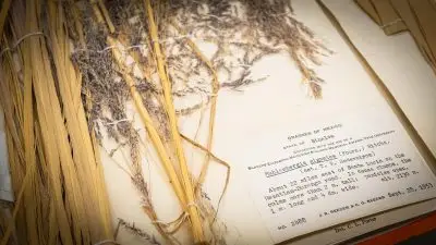 A pressed very fluffy grass sown to a paper sheet with white thread, next to a paper label. The label says, Grasses of Mexico, State of Sinaloa. Collected with the aid of a Blanche Elizabeth MacLeish Billings Memorial Award. Yale University. Muhlenbergia gigantea (Fourn) Hitchc. (det. TR Soderstrom). About 22 miles east of Santa Lucia on the Mazatlan-Durango road. In dense clumps, the culms more than 2 meters tall; panicles open, 1 meter long and 4 decimeters wide. Altitude 2130 meters. September 28, 1953.