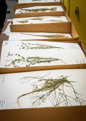 A line of boxes on a table. On top of each a pressed plant is visible.