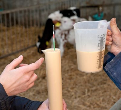Hands holding two measuring cups full of a yellow liquid. One has a thermometer sticking out of it. In the background, a cow is grazing. 