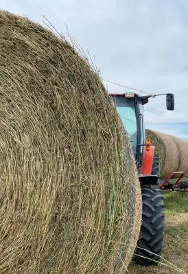 large round bale of alfalfa hay stands in front of a red tractor, mostly obscuring the tractor. Behind the tractor are more bales of alfalfa.