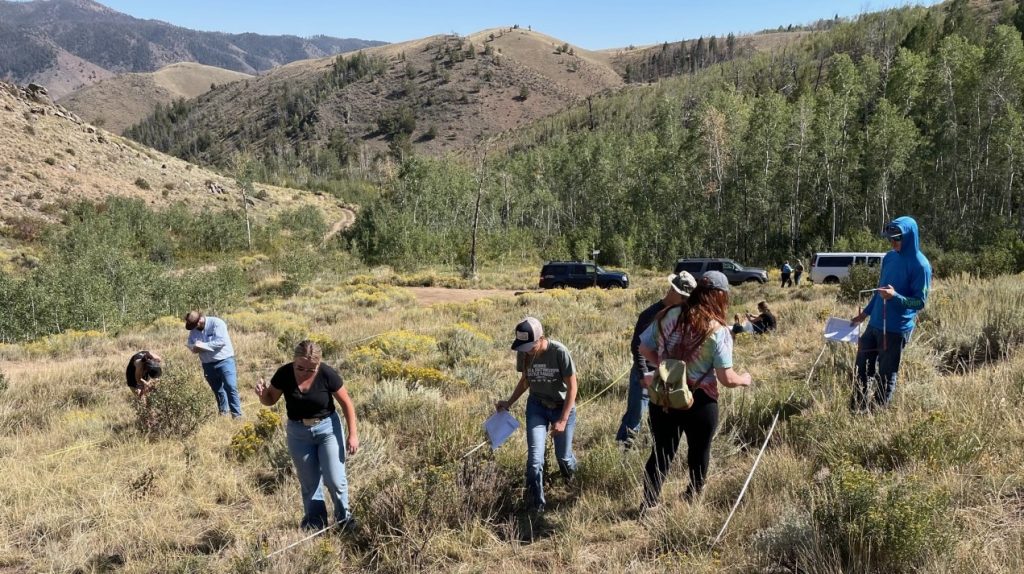college students, some carrying pieces of paper, in a grassy meadow bounded by aspens in the mountains. Two lengths of rope are laid out in parallel lines and students are studying the ground between the two ropes and outside them. Three cars are parked in the background.